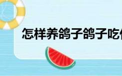 怎样养鸽子鸽子吃什么（怎样养鸽子）