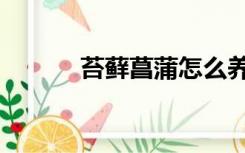 苔藓菖蒲怎么养（菖蒲怎么养）