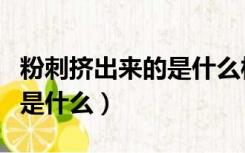 粉刺挤出来的是什么样子图片（粉刺挤出来的是什么）