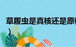 草履虫是真核还是原核（衣藻是真核还是原核）