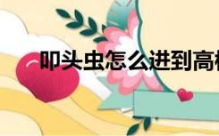 叩头虫怎么进到高楼房间的（叩头虫）