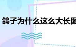 鸽子为什么这么大长图（鸽子为什么这么大）