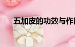 五加皮的功效与作用及禁忌（五加皮）