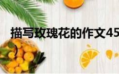 描写玫瑰花的作文450字（描写玫瑰花的作文）