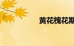 黄花槐花期（黄花槐）