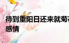 待到重阳日还来就菊花流露出诗人怎样的思想感情