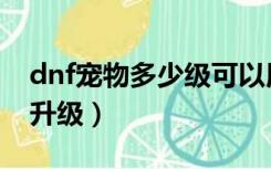 dnf宠物多少级可以用（dnf正宗用宠物什么升级）