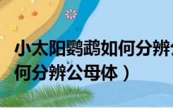 小太阳鹦鹉如何分辨公母体形（小太阳鹦鹉如何分辨公母体）