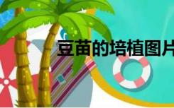 豆苗的培植图片（豆苗的培植）