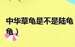 中华草龟是不是陆龟（中华草龟是陆龟还是水龟）