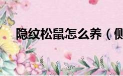 隐纹松鼠怎么养（侧纹岩松鼠怎样驯养）