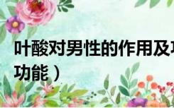 叶酸对男性的作用及功能（男士叶酸的作用及功能）