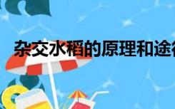 杂交水稻的原理和途径（杂交水稻的原理）
