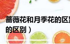 蔷薇花和月季花的区别图片（蔷薇花和月季花的区别）