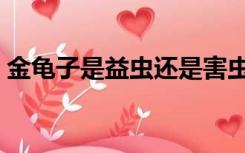 金龟子是益虫还是害虫（蝉是益虫还是害虫）