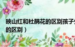 映山红和杜鹃花的区别孩子生日送多少钱（映山红和杜鹃花的区别）