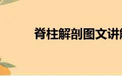 脊柱解剖图文讲解（脊椎解剖图）