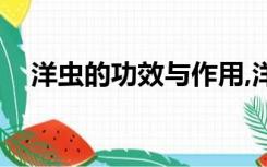洋虫的功效与作用,洋虫的副作用（洋虫）
