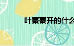 叶蓁蓁开的什么车宝马（叶蓁）