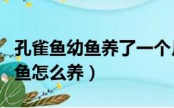 孔雀鱼幼鱼养了一个月还是透明的（孔雀鱼幼鱼怎么养）