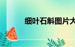 细叶石斛图片大全（细叶石斛）
