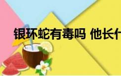 银环蛇有毒吗 他长什么样（银环蛇有毒）