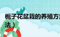 栀子花盆栽的养殖方法（盆栽栀子花的养殖方法）