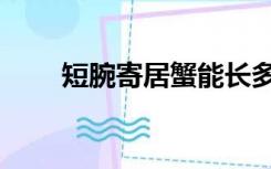 短腕寄居蟹能长多大（短腕寄居蟹）