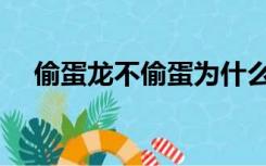 偷蛋龙不偷蛋为什么叫偷蛋龙（偷蛋龙）