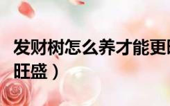 发财树怎么养才能更旺盛（绿萝怎么养才能更旺盛）