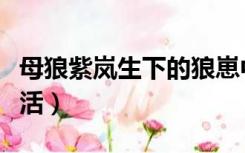 母狼紫岚生下的狼崽中谁最懦弱（母狼紫岚复活）