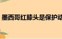 墨西哥红膝头是保护动物吗（墨西哥红膝头）