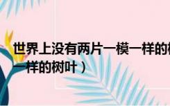 世界上没有两片一模一样的树叶作文（世界上没有两片一模一样的树叶）