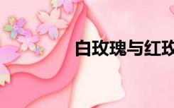 白玫瑰与红玫瑰（白玫瑰）