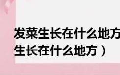 发菜生长在什么地方,它的功能是什么（发菜生长在什么地方）