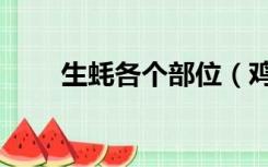 生蚝各个部位（鸡生蚝是什么部位）