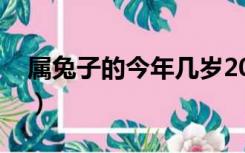 属兔子的今年几岁2020（属兔子的今年几岁）