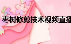 枣树修剪技术视频直播（枣树修剪技术视频）