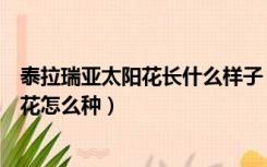 泰拉瑞亚太阳花长什么样子（求好心人说说泰拉瑞亚的太阳花怎么种）