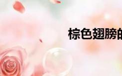 棕色翅膀的乌鸦杜鹃