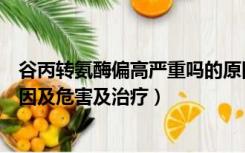 谷丙转氨酶偏高严重吗的原因严重吗（谷丙转氨酶偏高的原因及危害及治疗）