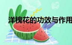 洋槐花的功效与作用及禁忌的功效与作用