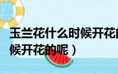 玉兰花什么时候开花的呢图片（玉兰花什么时候开花的呢）