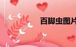 百脚虫图片（百脚虫）