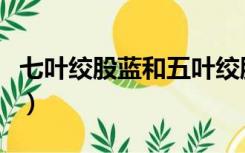 七叶绞股蓝和五叶绞股蓝哪个好（七叶绞股蓝）