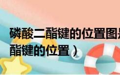 磷酸二酯键的位置图是几号位脱羟基（磷酸二酯键的位置）