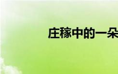庄稼中的一朵花的下一句话