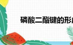 磷酸二酯键的形成（磷酸二酯键）