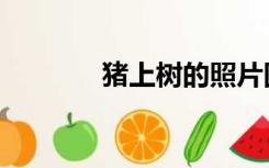 猪上树的照片图片（猪上树）