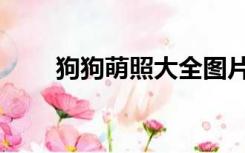 狗狗萌照大全图片（狗的图片萌照）